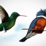 Ilustración – Aves – Dibujos realistas